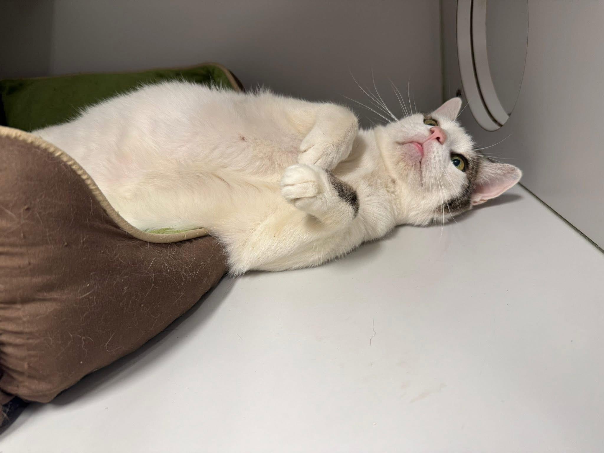 Enlarge Molly, an adopted Domestic Short Hair in Athol, MA image 3/4