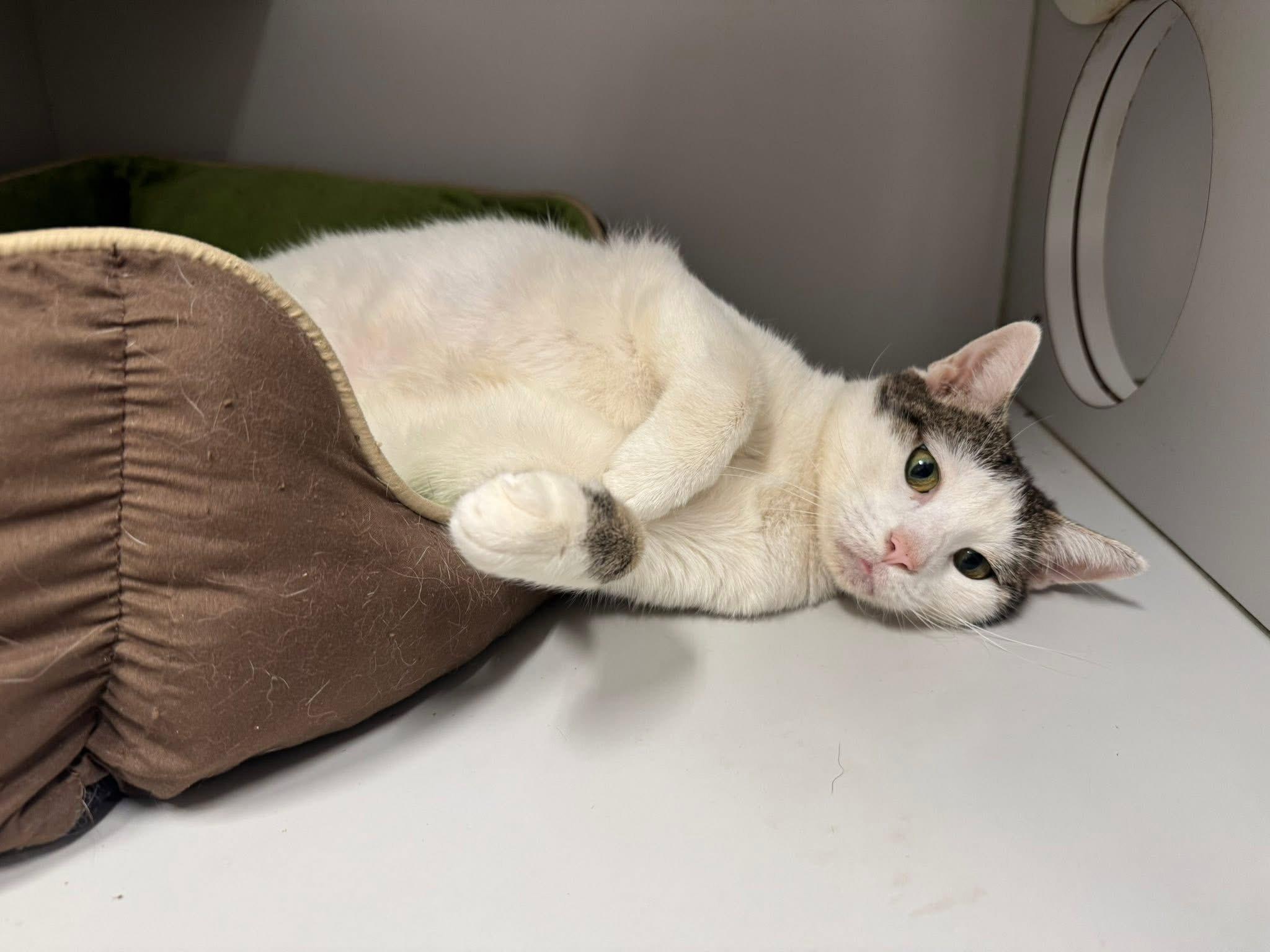 Enlarge Molly, an adopted Domestic Short Hair in Athol, MA image 1/4