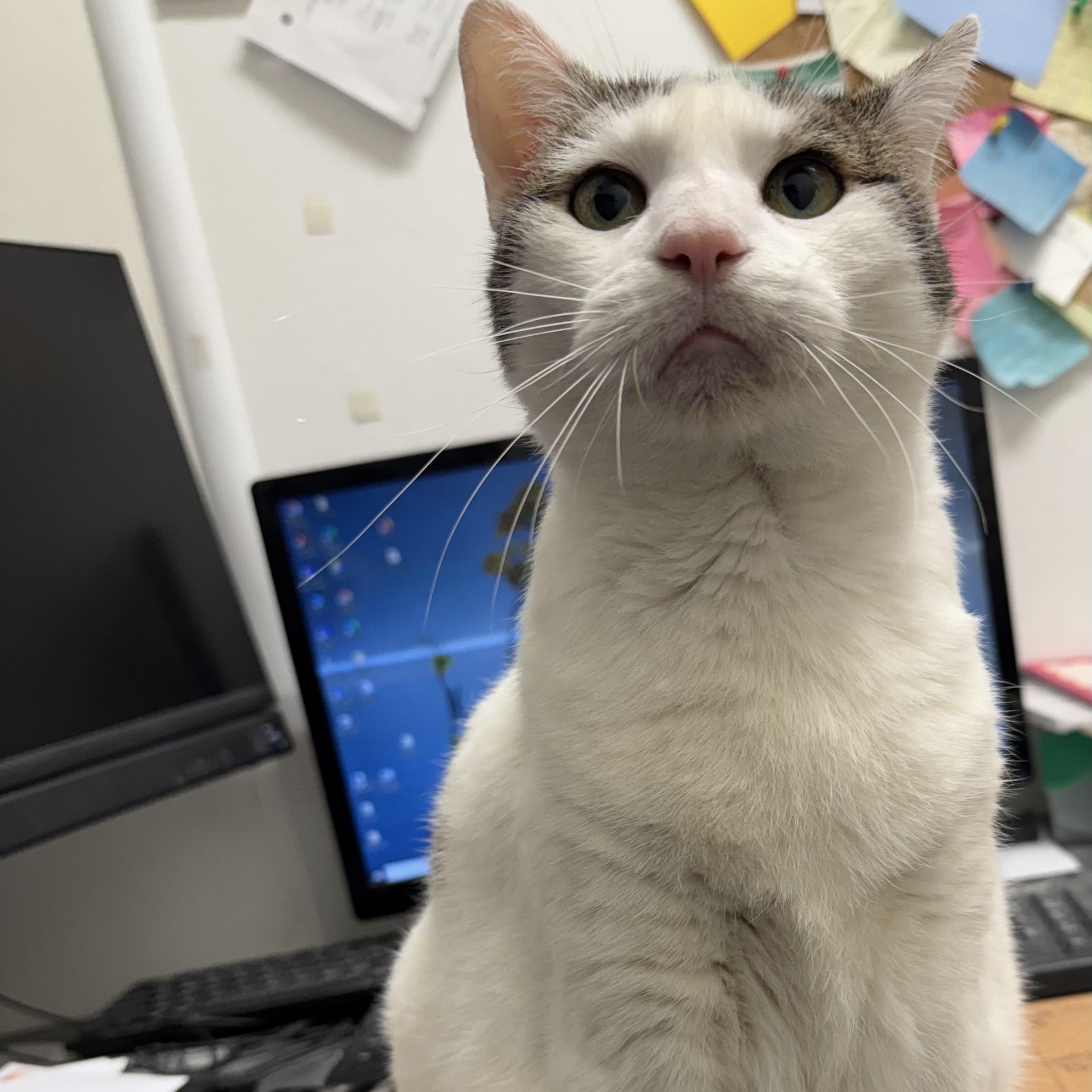 Enlarge Molly, an adopted Domestic Short Hair in Athol, MA image 2/4