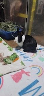 Mumble, a Adoptable Dutch in Folsom, CA image 1/3