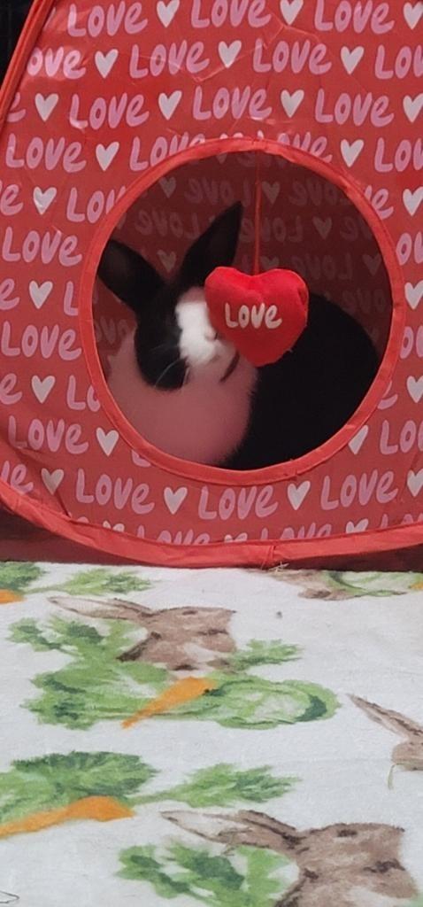 Mumble, a Adoptable Dutch in Folsom, CA image 2/3