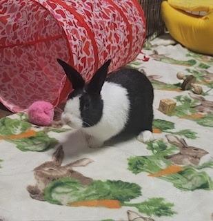 Mumble, a Adoptable Dutch in Folsom, CA image 3/3