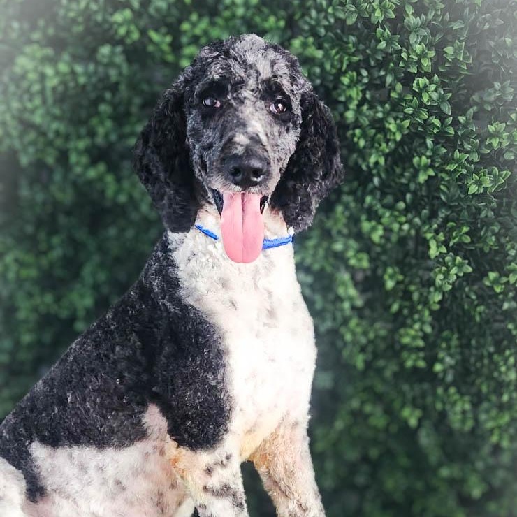 Brandon, ADOPTABLE, Adult Male Standard Poodle.