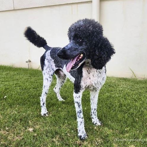 Enlarge Brandon, a ADOPTABLE Standard Poodle in Torrance, CA image 3/5