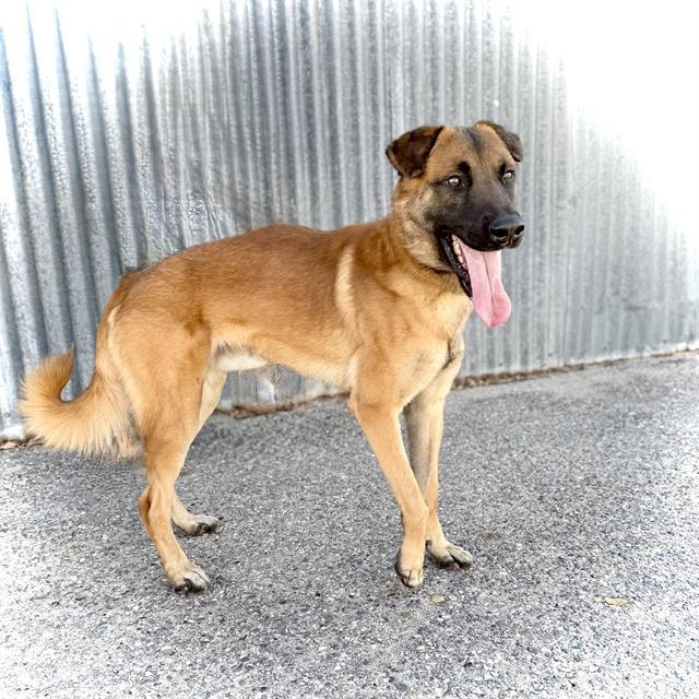 SAMMY, Adoptable, Young Male Belgian Shepherd / Malinois & Mixed Breed.