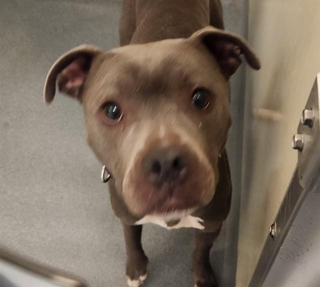 RAIN, Adoptable, Adult Female Pit Bull Terrier.