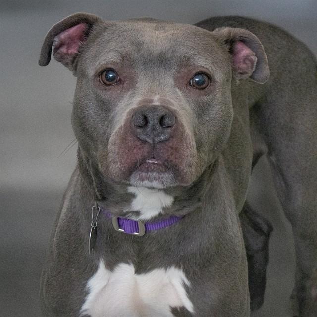 RAIN, Adoptable, Adult Female Pit Bull Terrier.