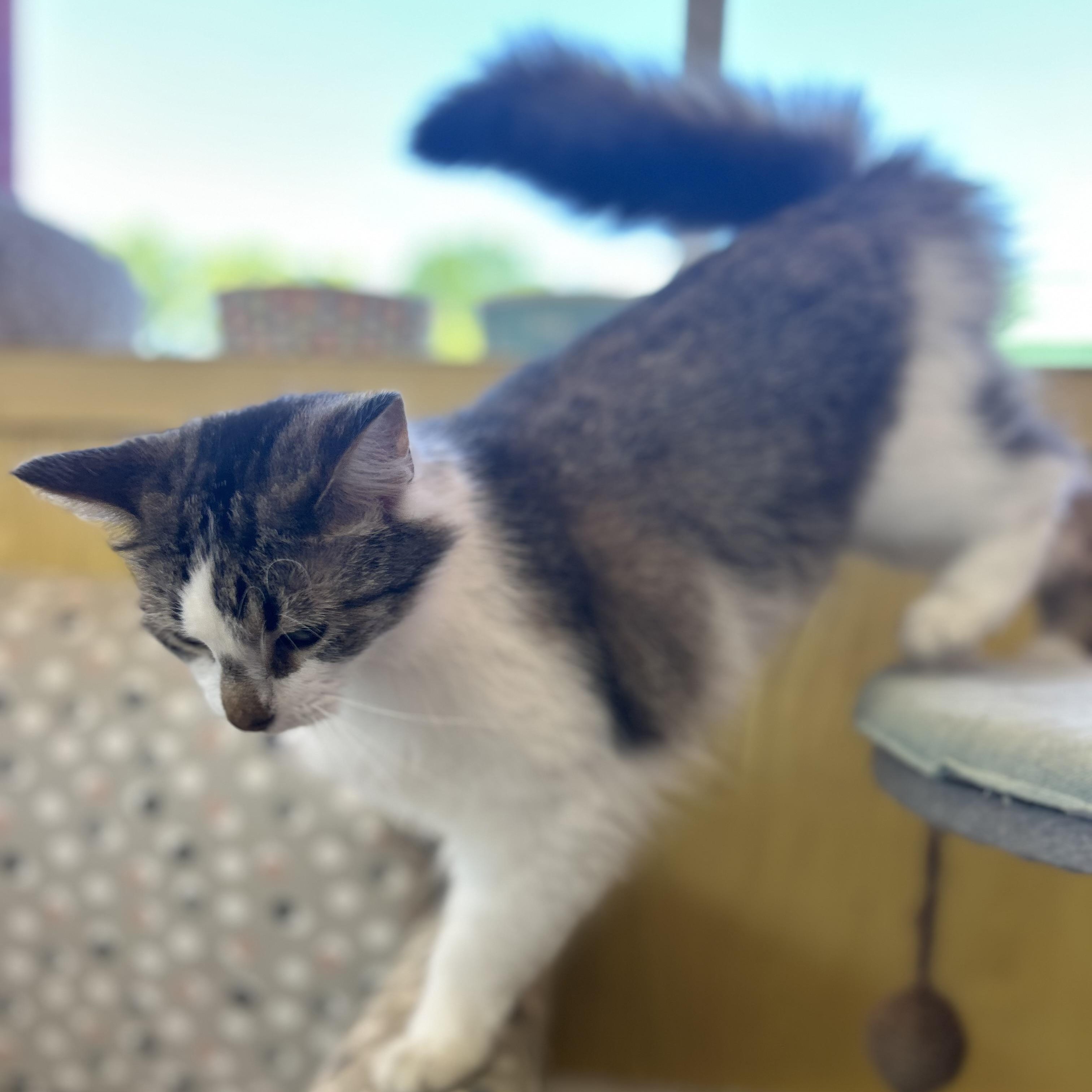Grace, a Adoptable Domestic Long Hair in Madison Heights, MI image 2/4