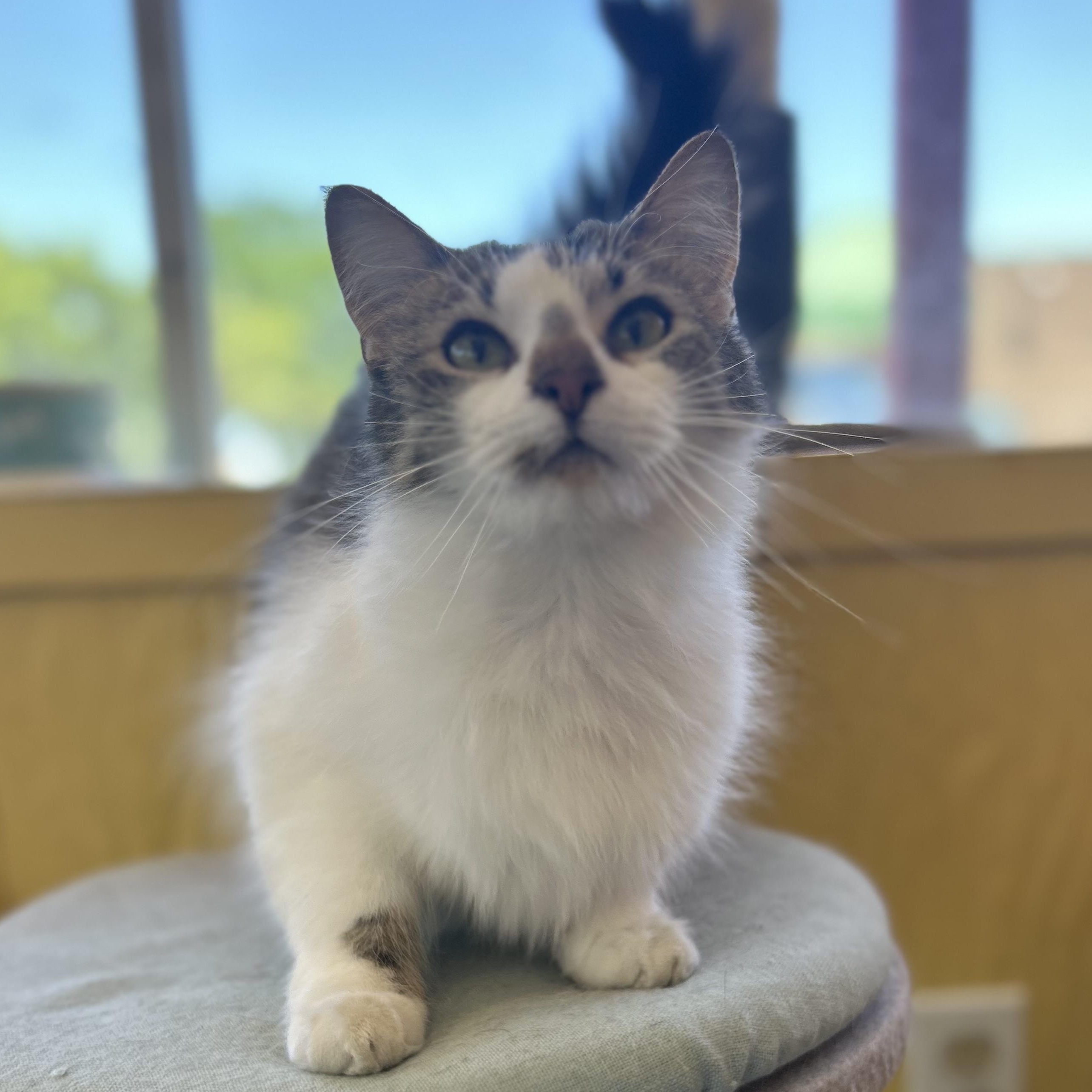 Grace, Adoptable, Young Female Domestic Long Hair.