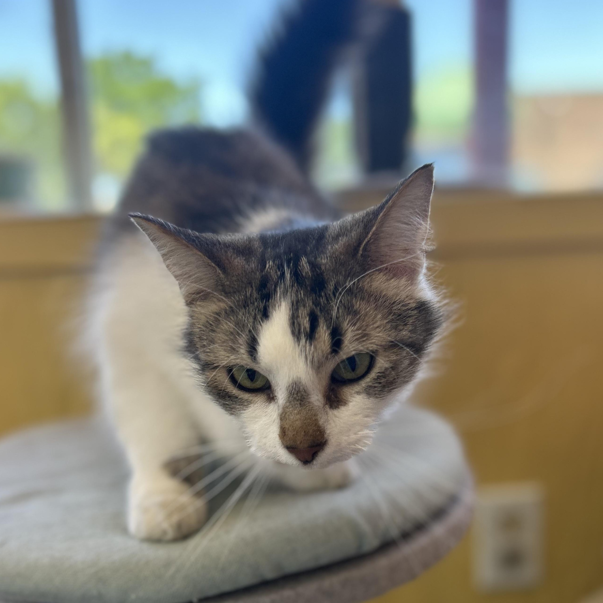 Grace, a Adoptable Domestic Long Hair in Madison Heights, MI image 3/4