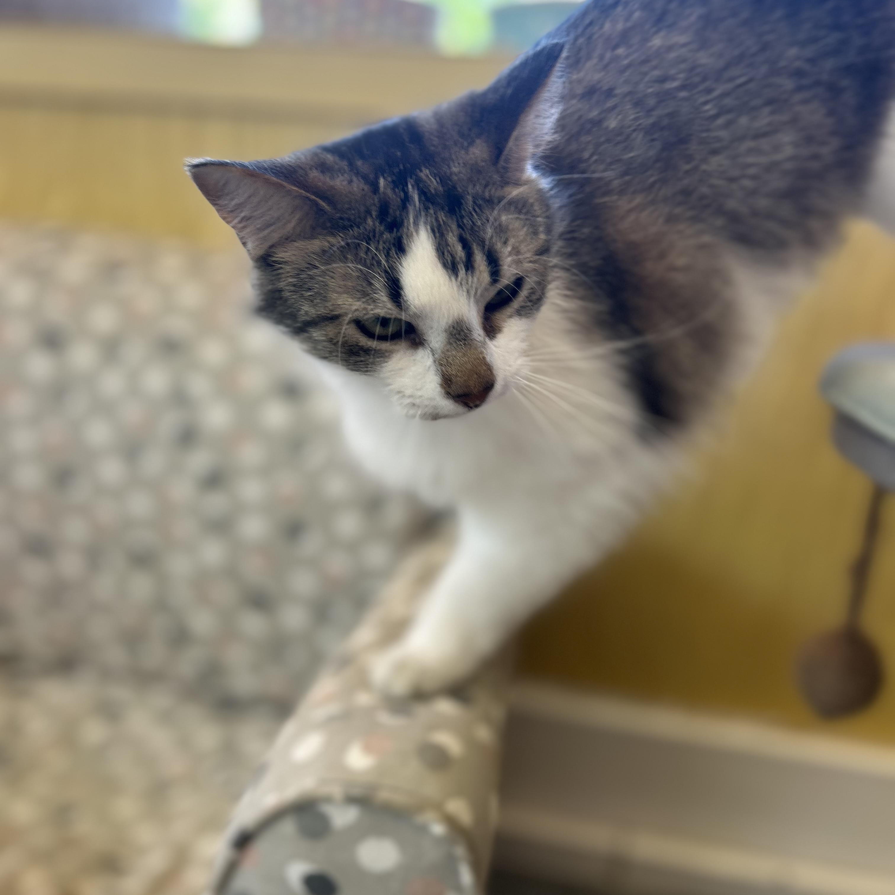 Grace, a Adoptable Domestic Long Hair in Madison Heights, MI image 4/4