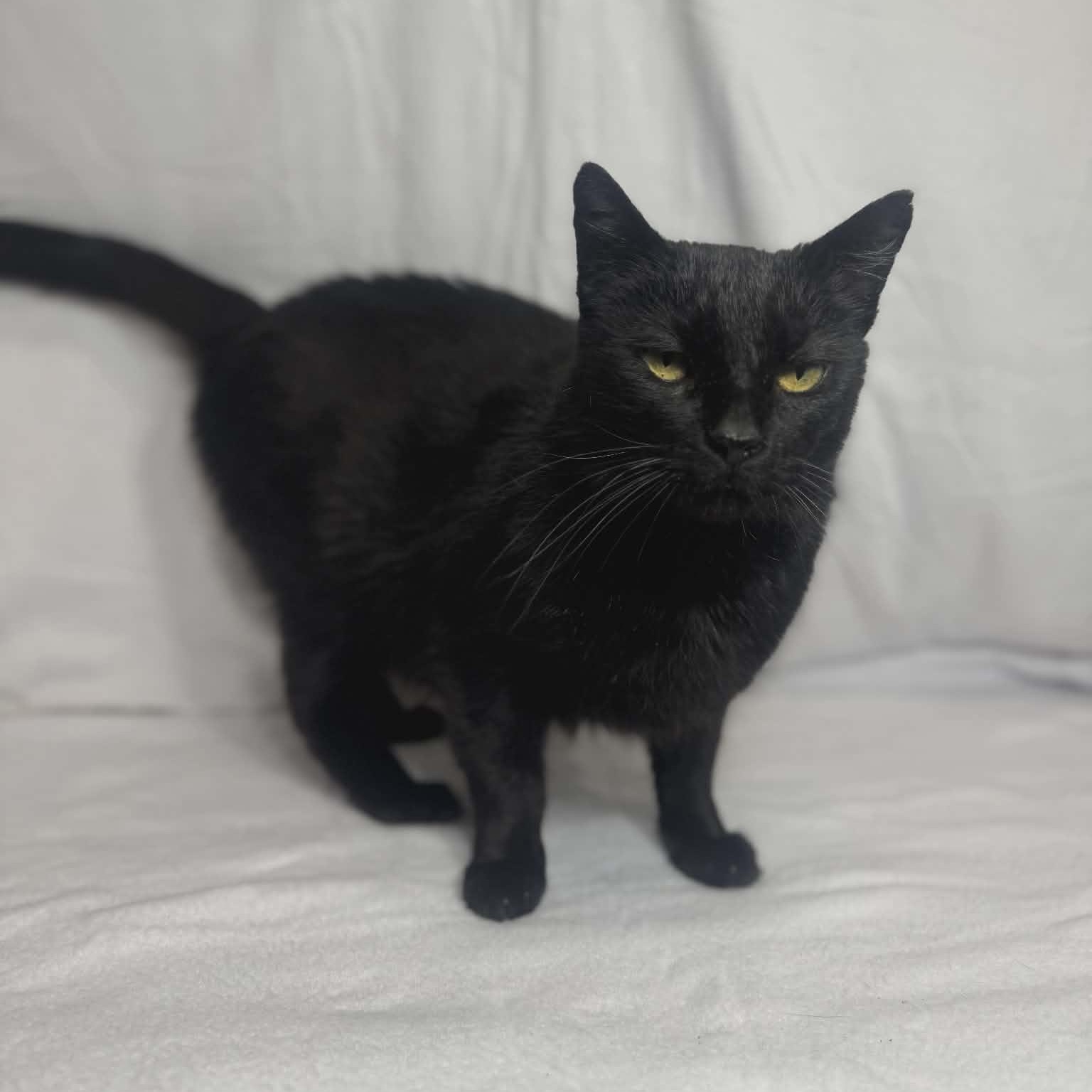 Enlarge Binx, a Adoptable Domestic Short Hair in Asheville, NC image 3/5