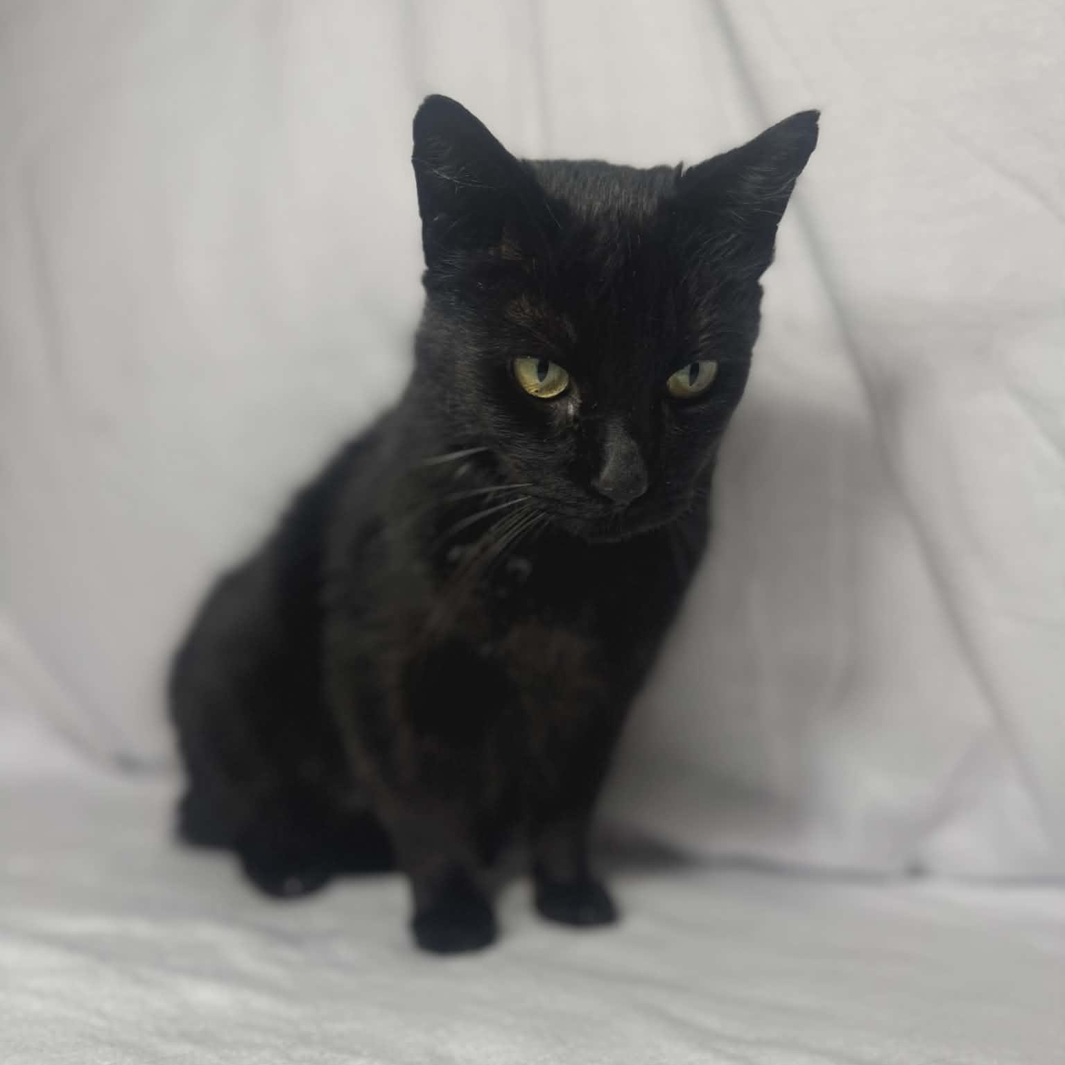 Enlarge Binx, a Adoptable Domestic Short Hair in Asheville, NC image 2/5
