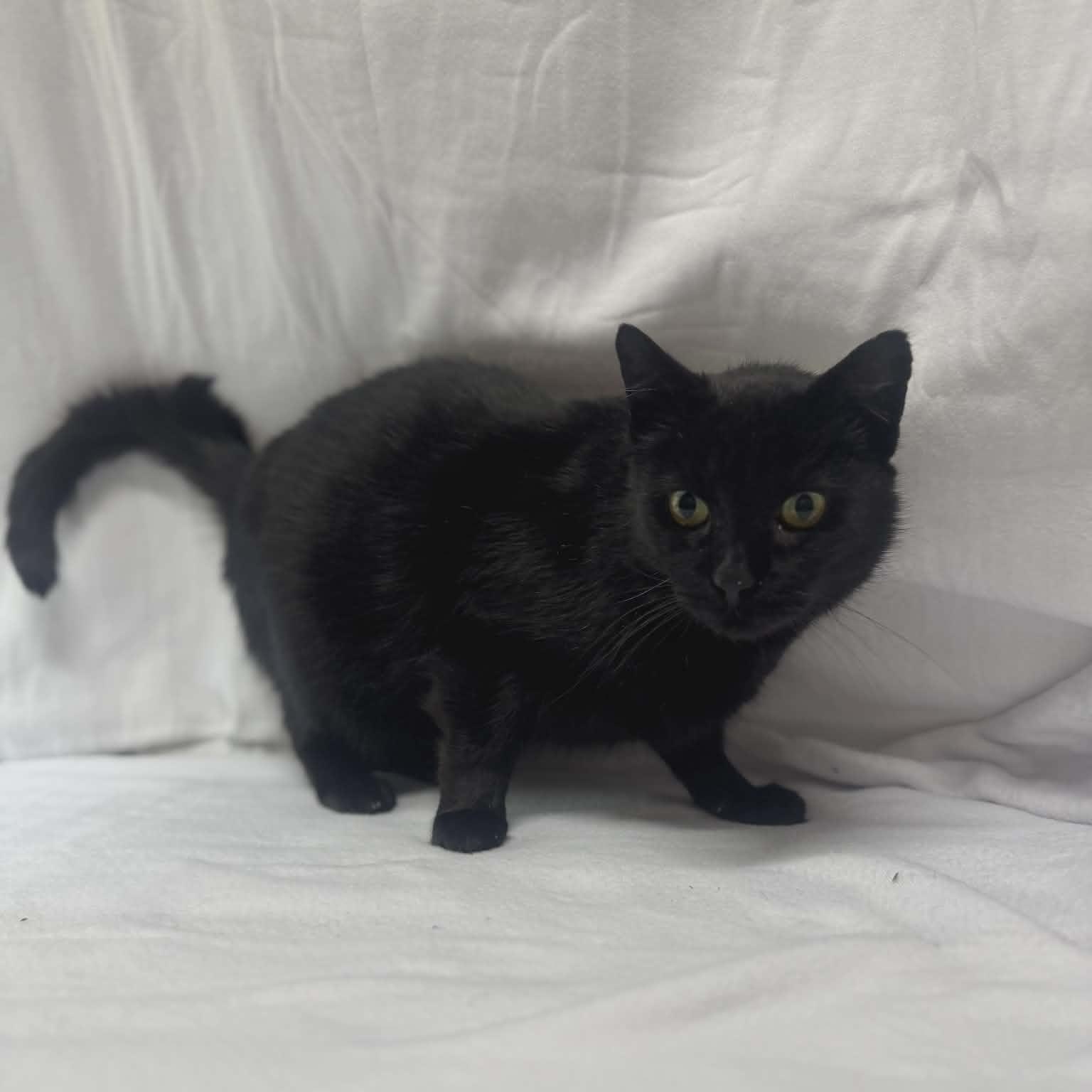 Enlarge Binx, a Adoptable Domestic Short Hair in Asheville, NC image 4/5