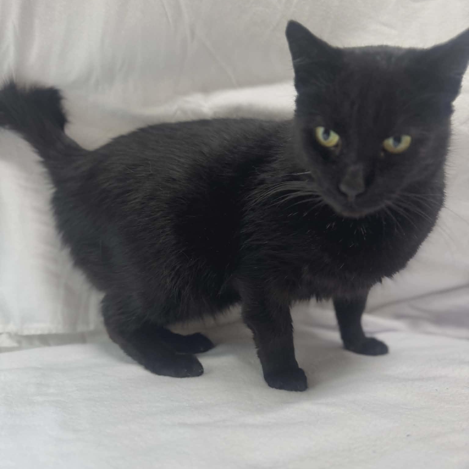 Binx, Adoptable, Adult Male Domestic Short Hair.