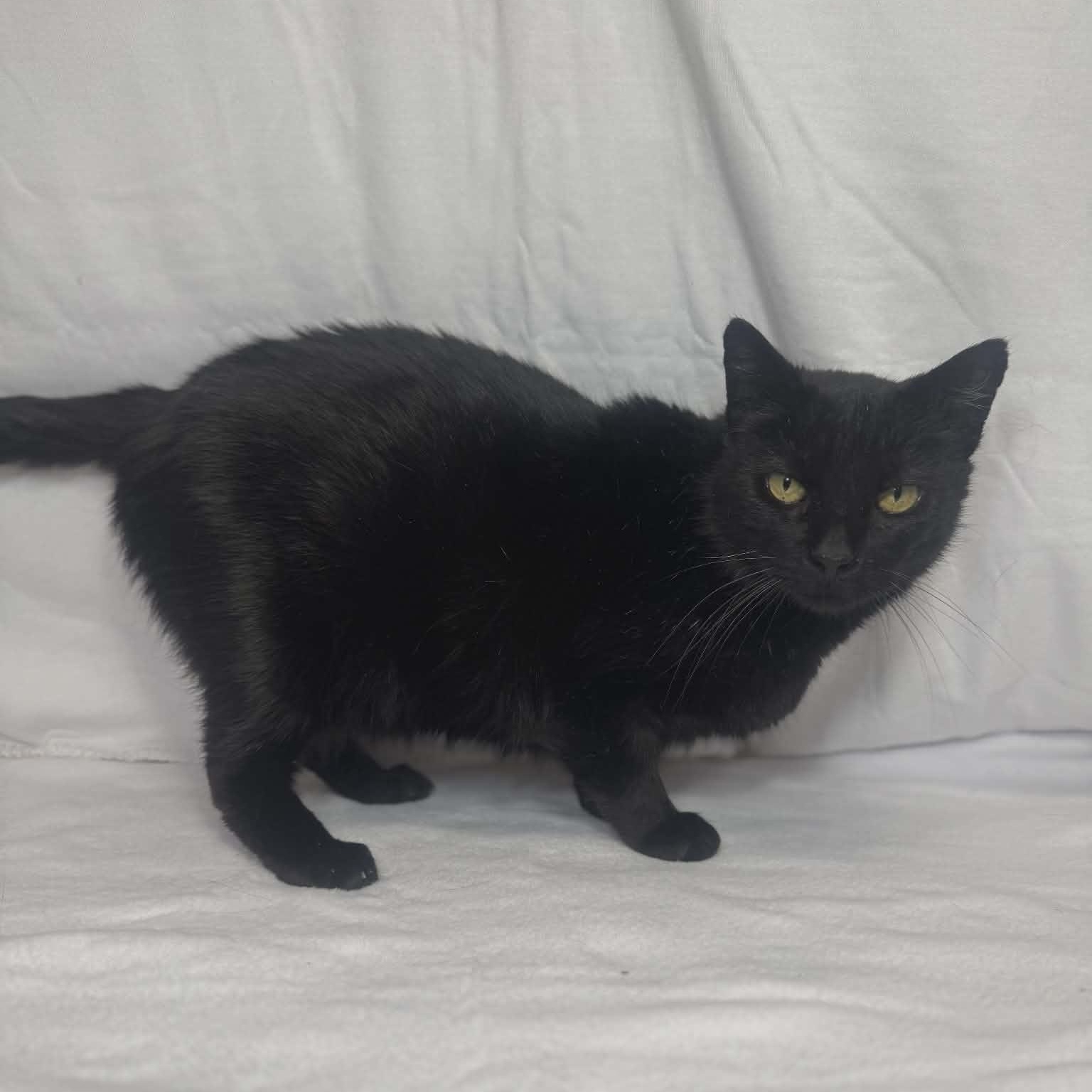 Enlarge Binx, a Adoptable Domestic Short Hair in Asheville, NC image 5/5