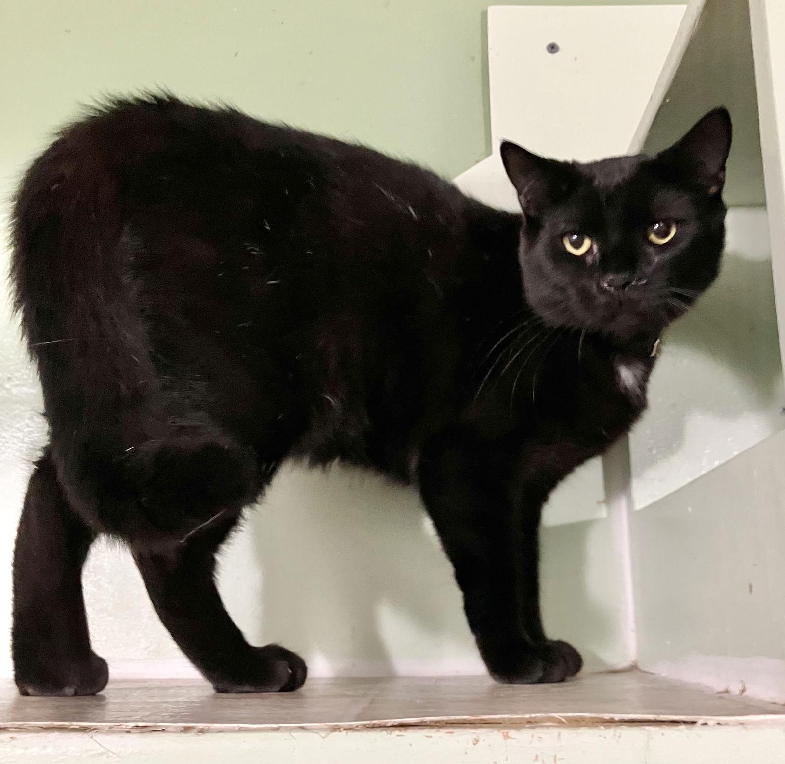 Trapper, Adoptable, Adult Male Domestic Short Hair.