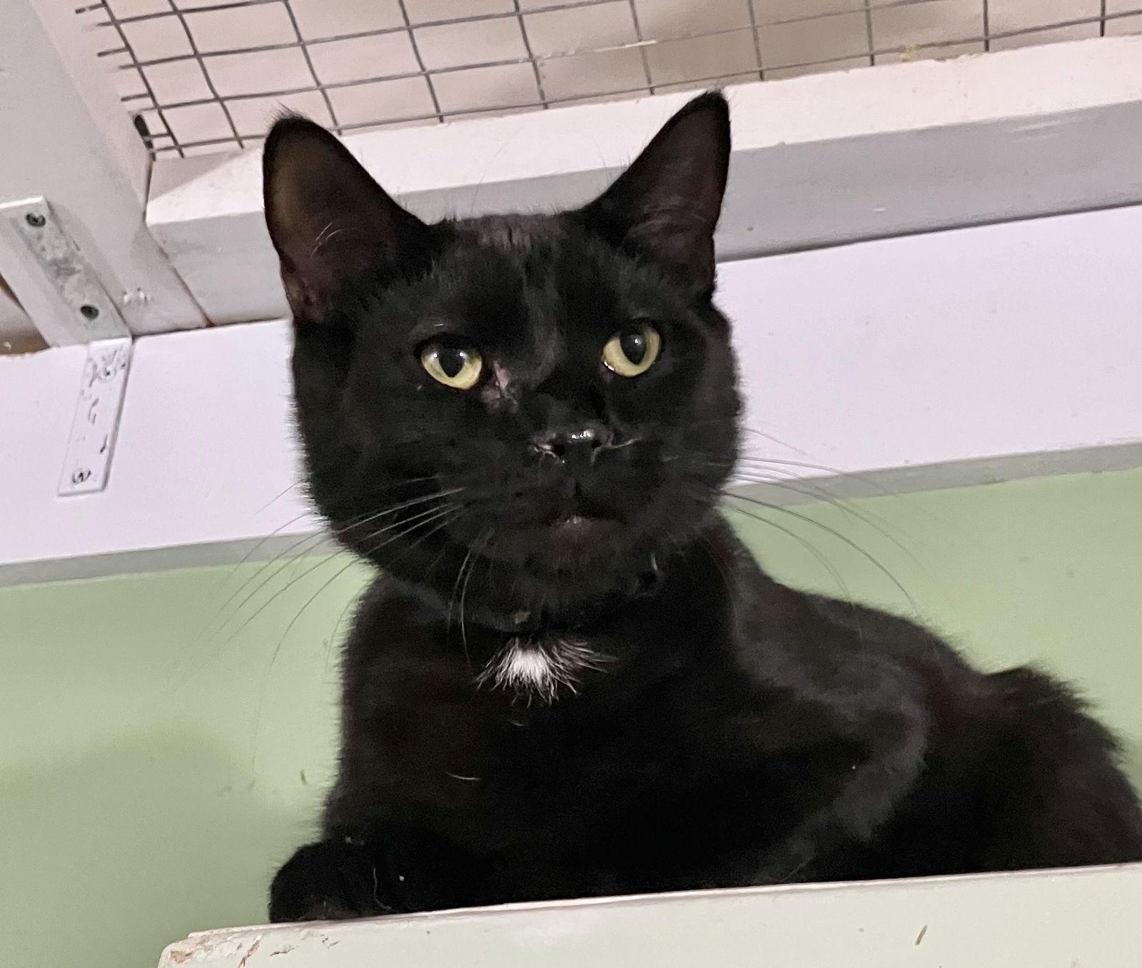 Trapper, Adoptable, Adult Male Domestic Short Hair.