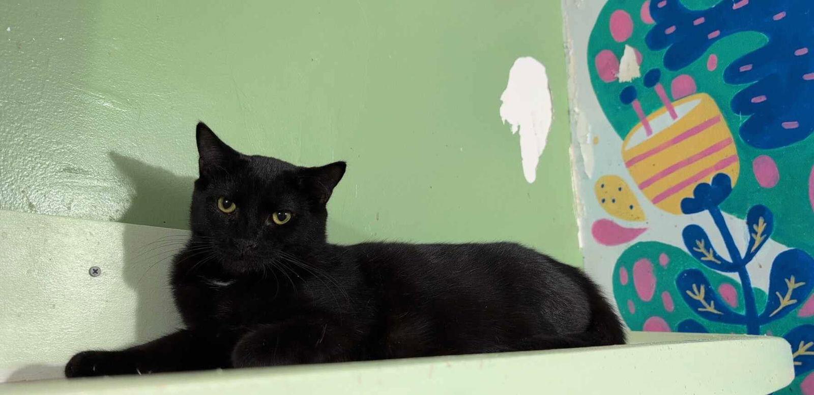 Trapper, a Adoptable Domestic Short Hair in Dublin, OH image 2/3