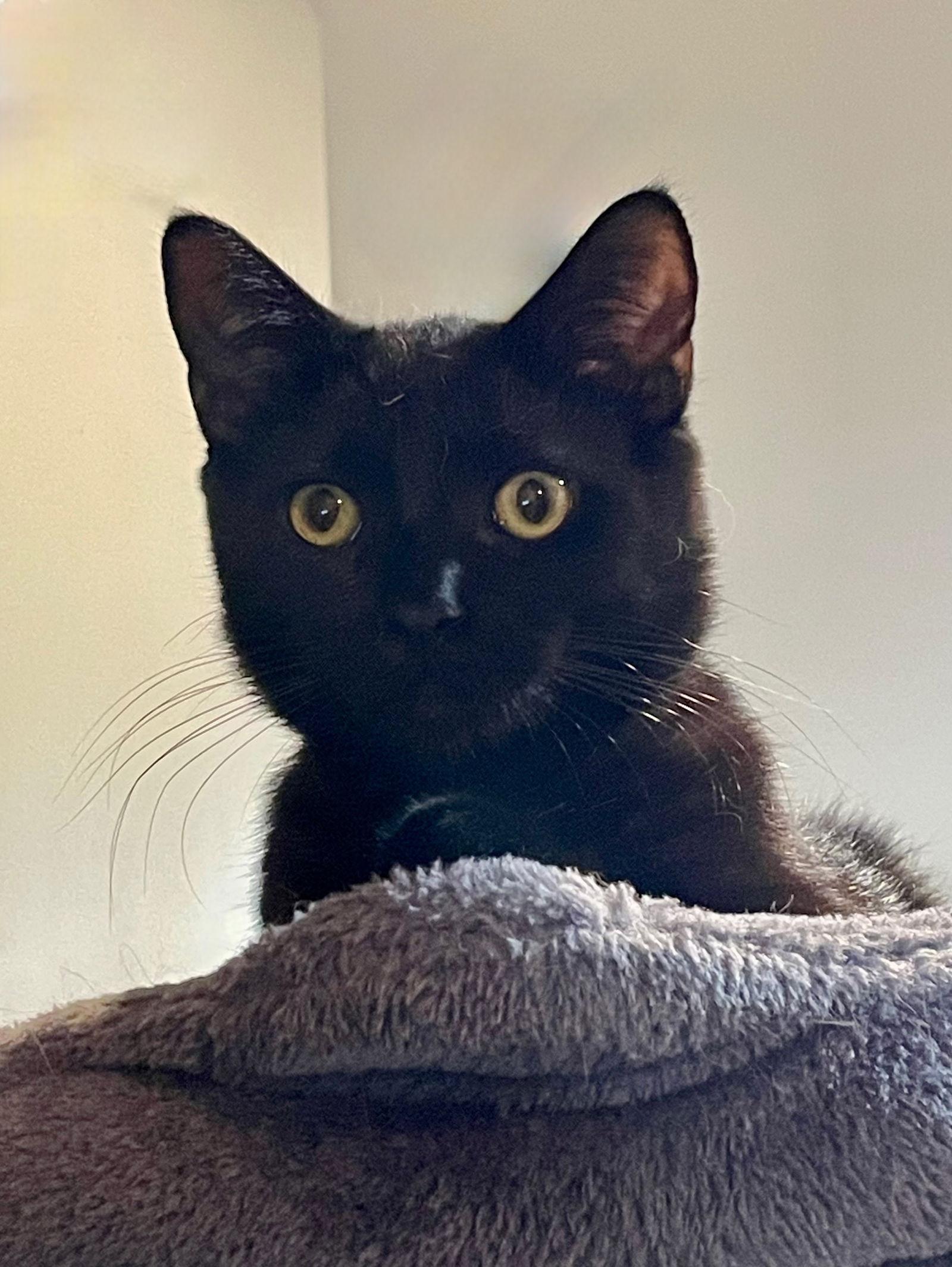 Trapper, a Adoptable Domestic Short Hair in Dublin, OH image 3/3