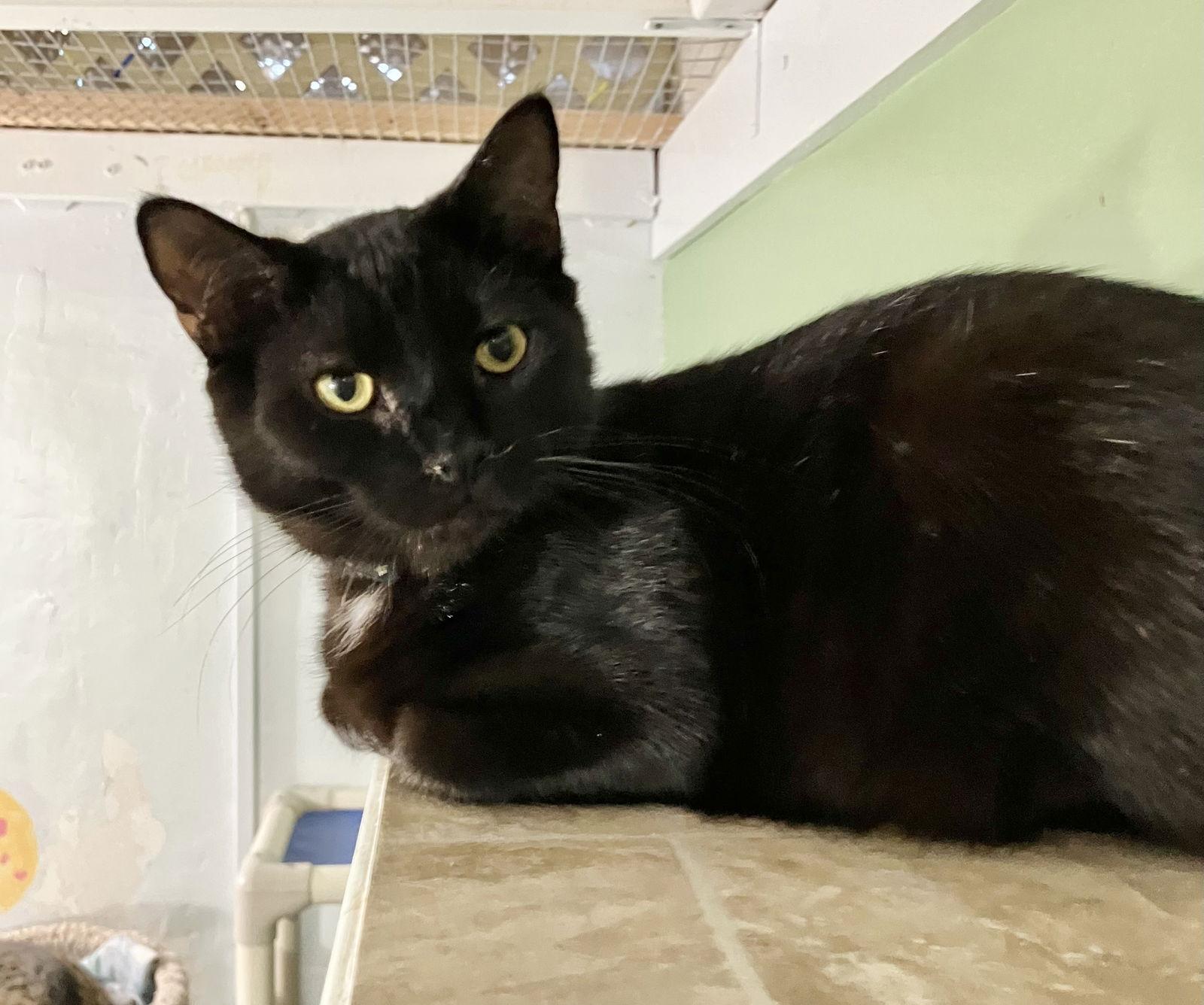 Enlarge Trapper, a Adoptable Domestic Short Hair in Dublin, OH image 3/3