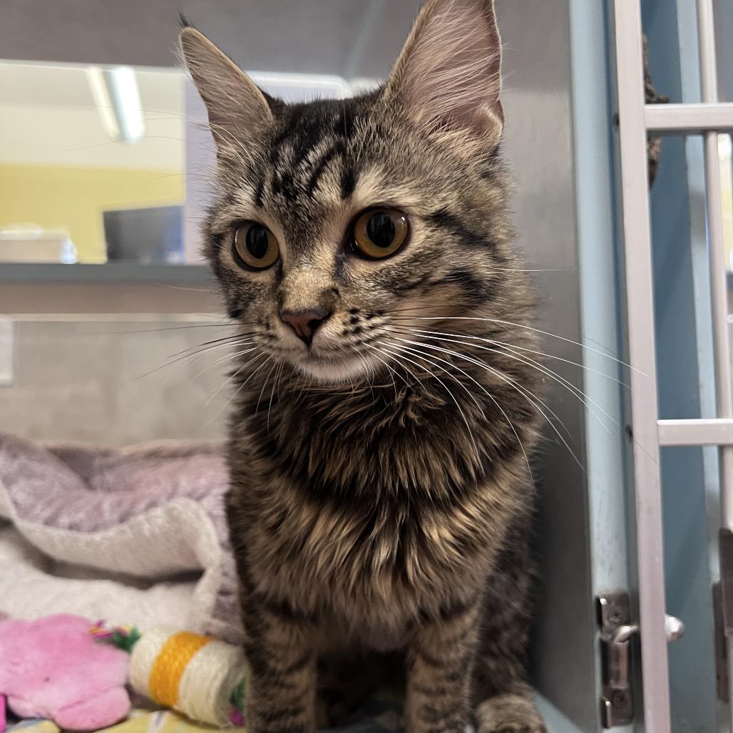 Mary, Adoptable, Young Female Domestic Medium Hair.