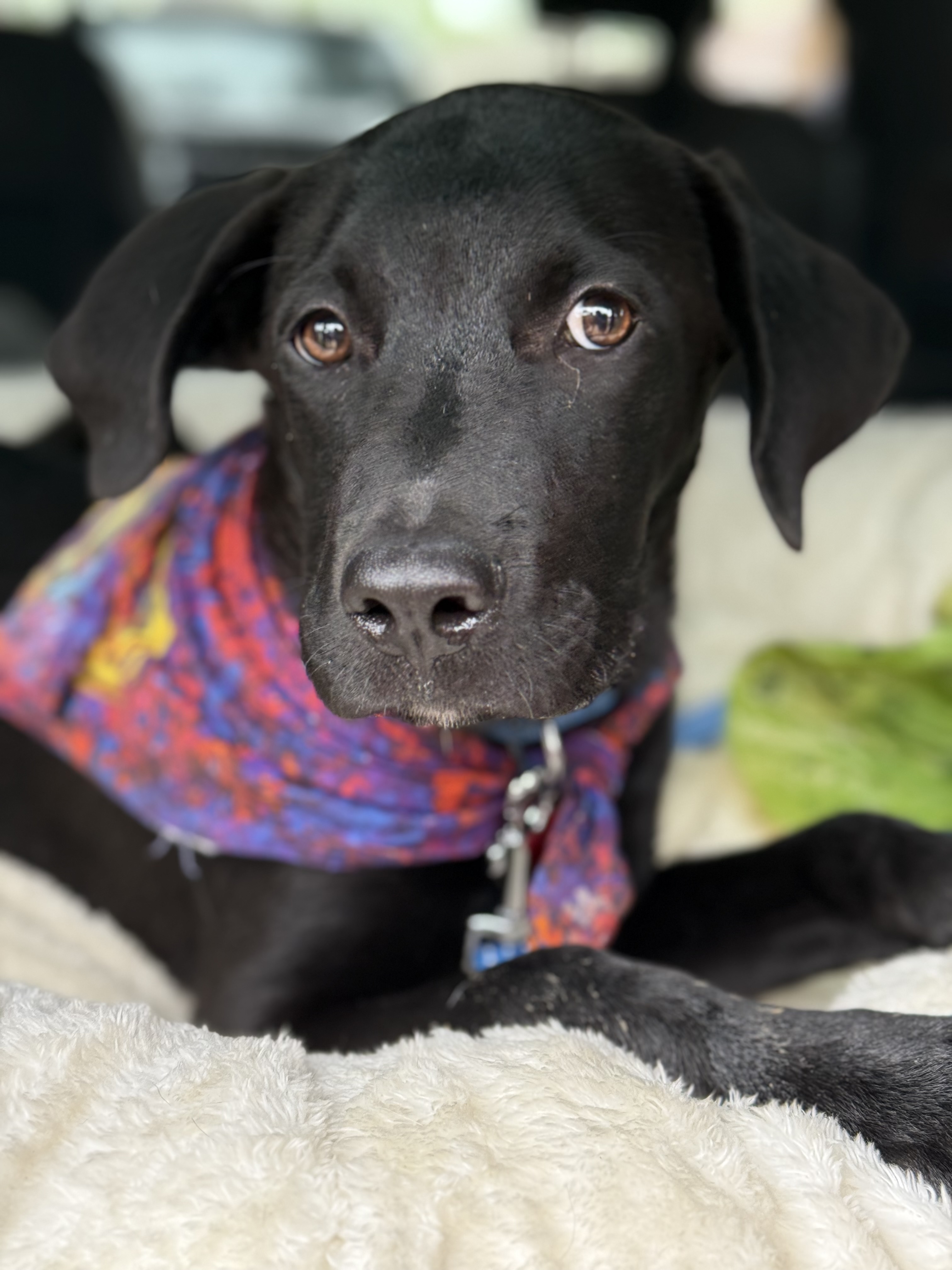 Henry, Young Male Black Labrador Retriever