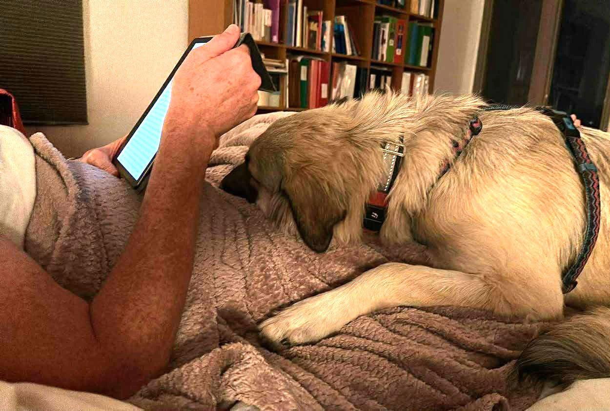 Sarah, Adoptable, Young Female Anatolian Shepherd.