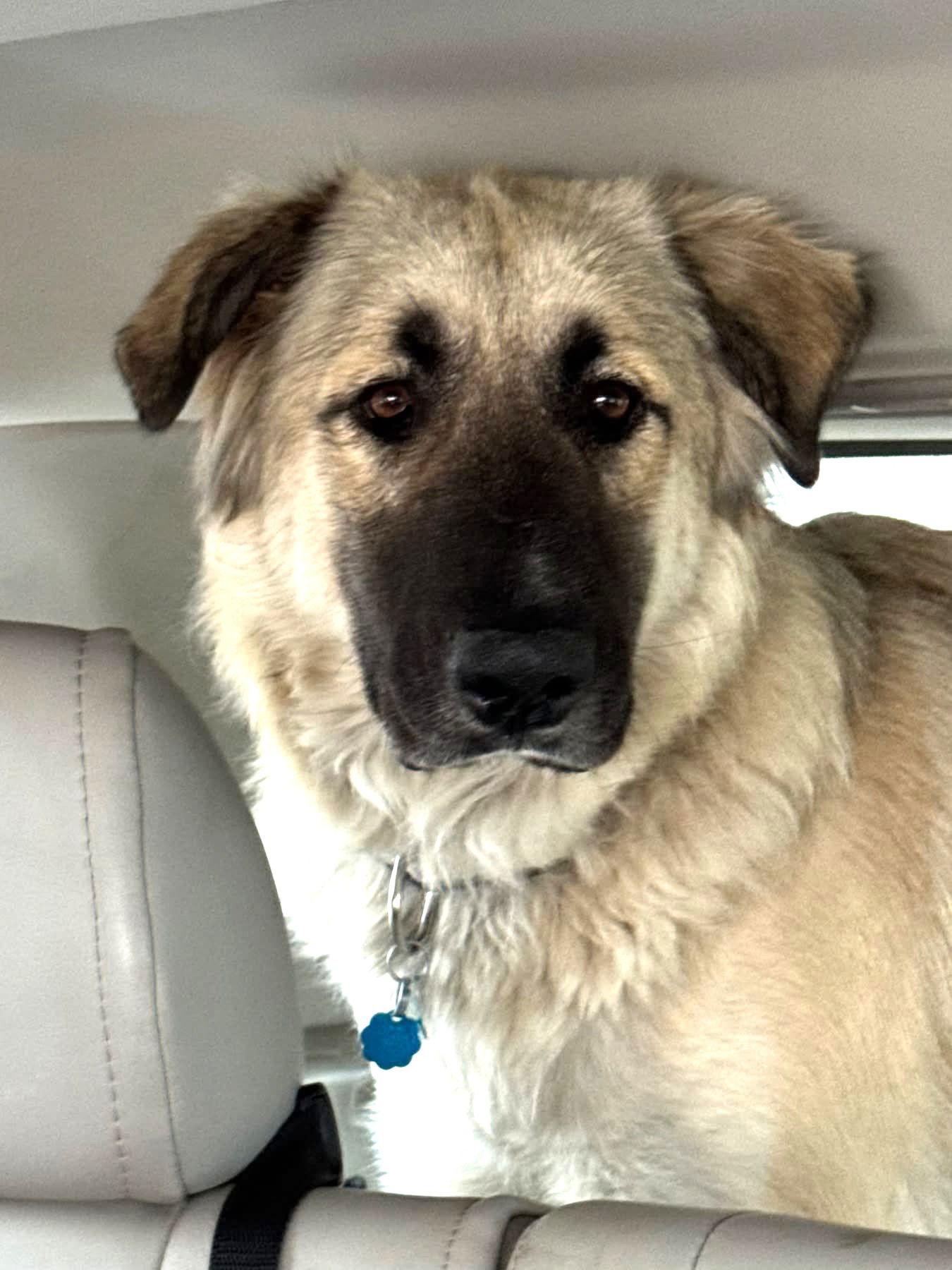 Enlarge Sarah, a Adoptable Anatolian Shepherd in Winter Park, CO image 3/3