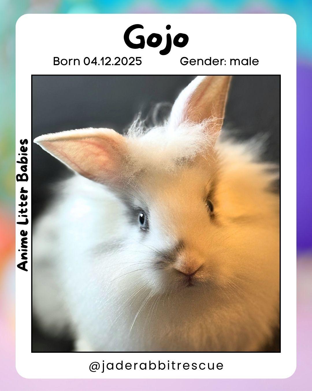 Gojo *boy, a Adoptable mixed breed in Harrisburg, OR image 1/5