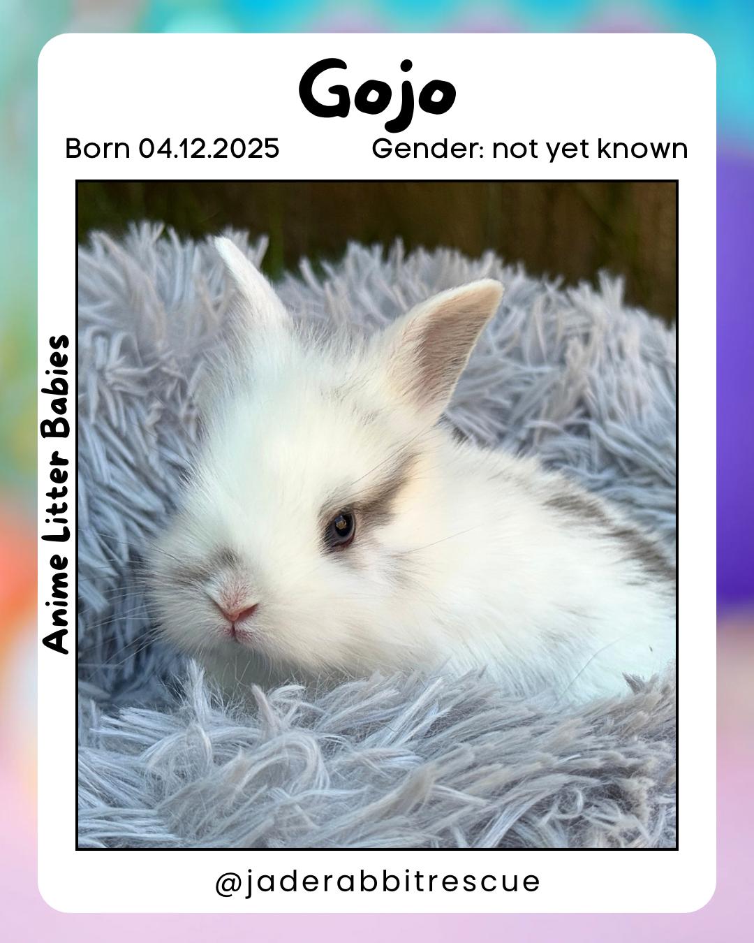 Gojo *boy, a Adoptable mixed breed in Harrisburg, OR image 4/5