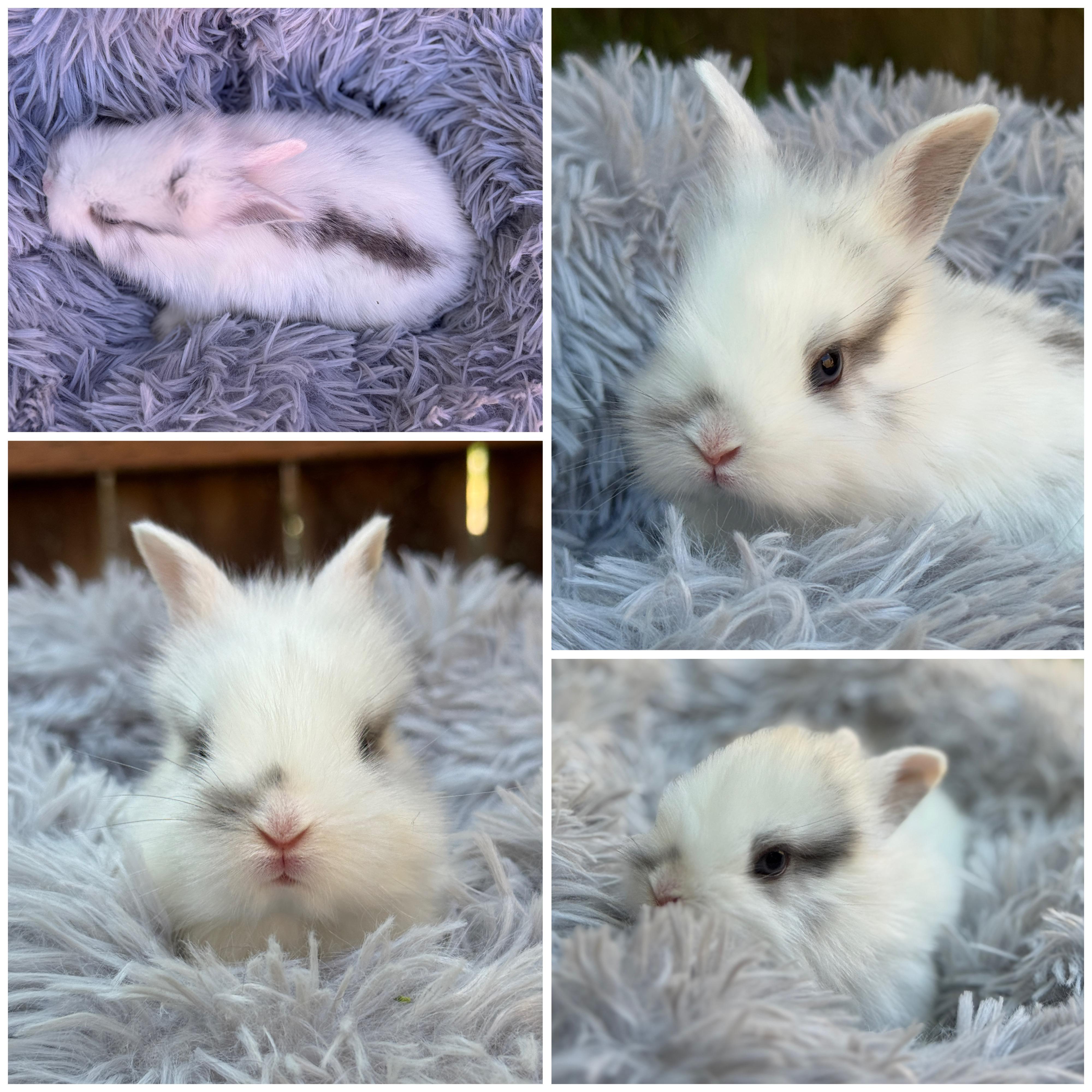 Gojo *boy, a Adoptable mixed breed in Harrisburg, OR image 5/5