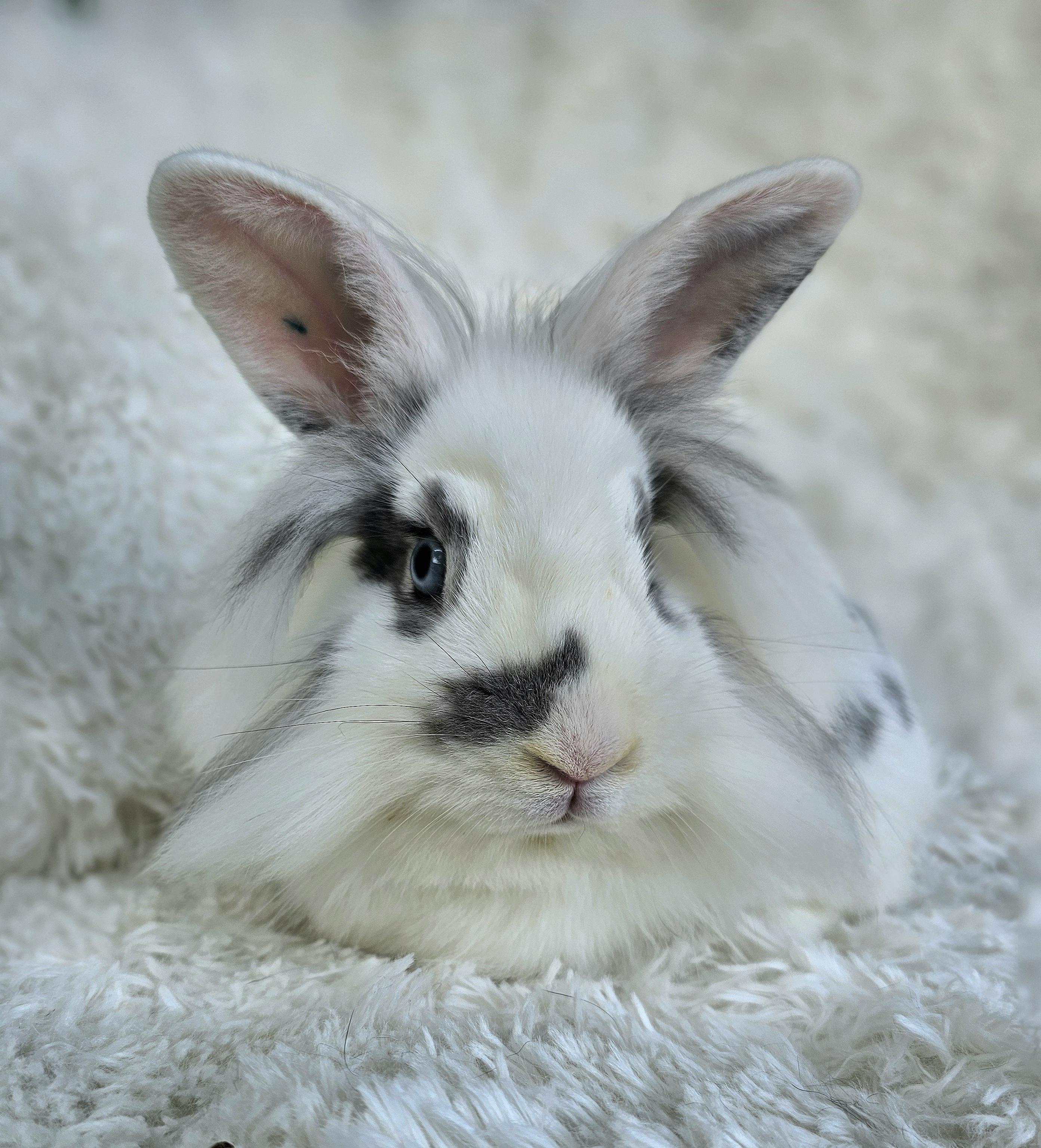 Enlarge Gojo, a Adoptable mixed breed in Harrisburg, OR image 1/5