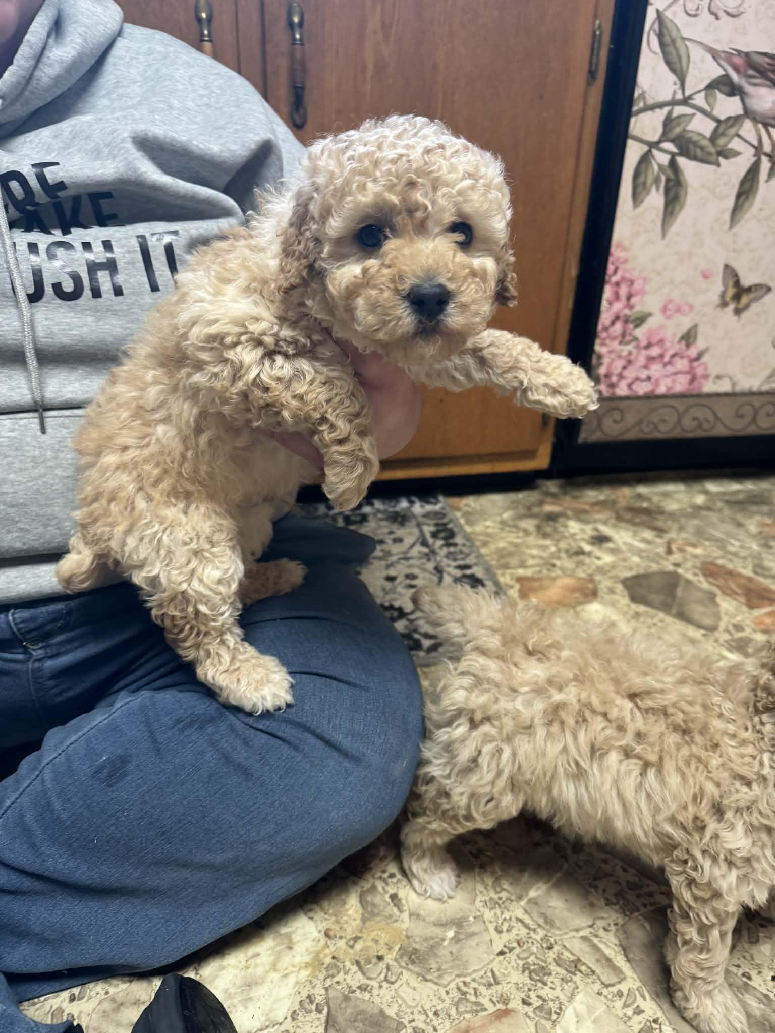 Enlarge Mini Poodle puppies , a ADOPTABLE Miniature Poodle in Coal City, IN image 2/4