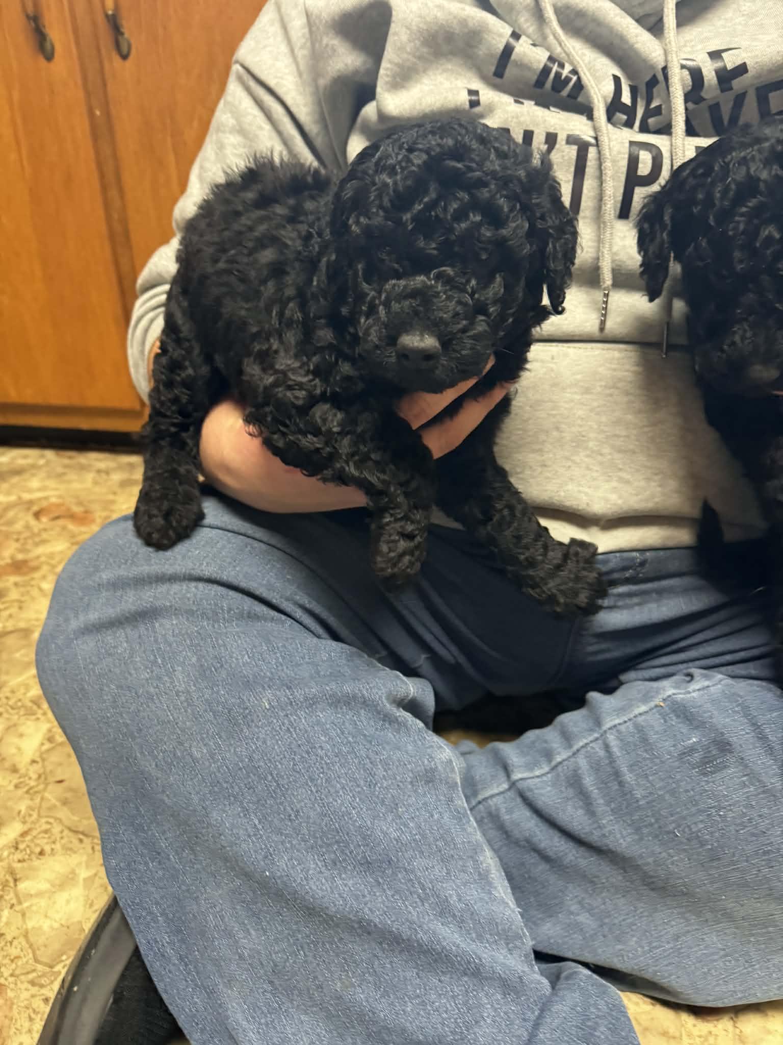 Enlarge Mini Poodle puppies , a ADOPTABLE Miniature Poodle in Coal City, IN image 1/4