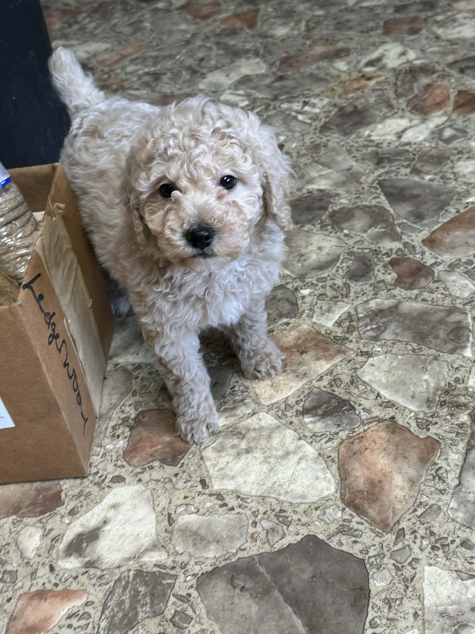 Enlarge Mini Poodle puppies , a ADOPTABLE Miniature Poodle in Coal City, IN image 3/4