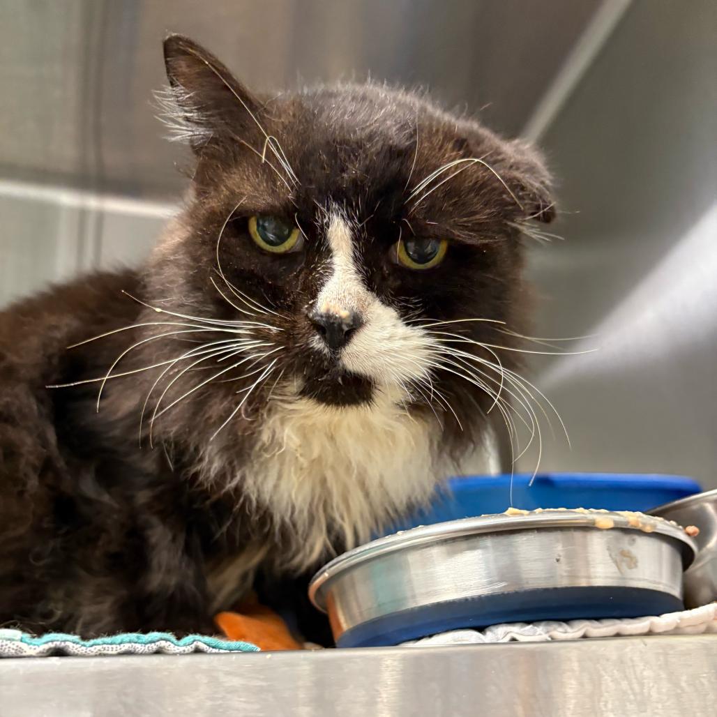 Poppy Seed, Adoptable, Senior Female Domestic Medium Hair.