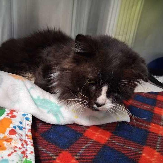 Enlarge Poppy Seed, a Adoptable Domestic Medium Hair in Waynesville, NC image 2/4