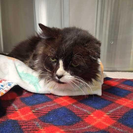 Enlarge Poppy Seed, a Adoptable Domestic Medium Hair in Waynesville, NC image 3/4