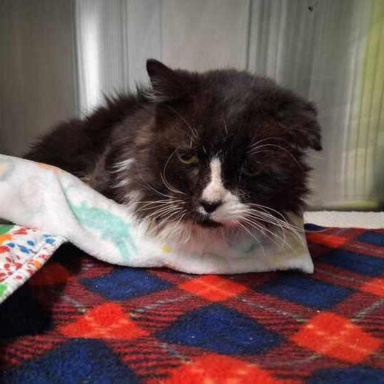 Enlarge Poppy Seed, a Adoptable Domestic Medium Hair in Waynesville, NC image 4/4