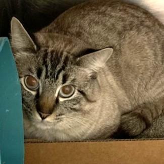 Smokey Bear @ Coffee and the Cats