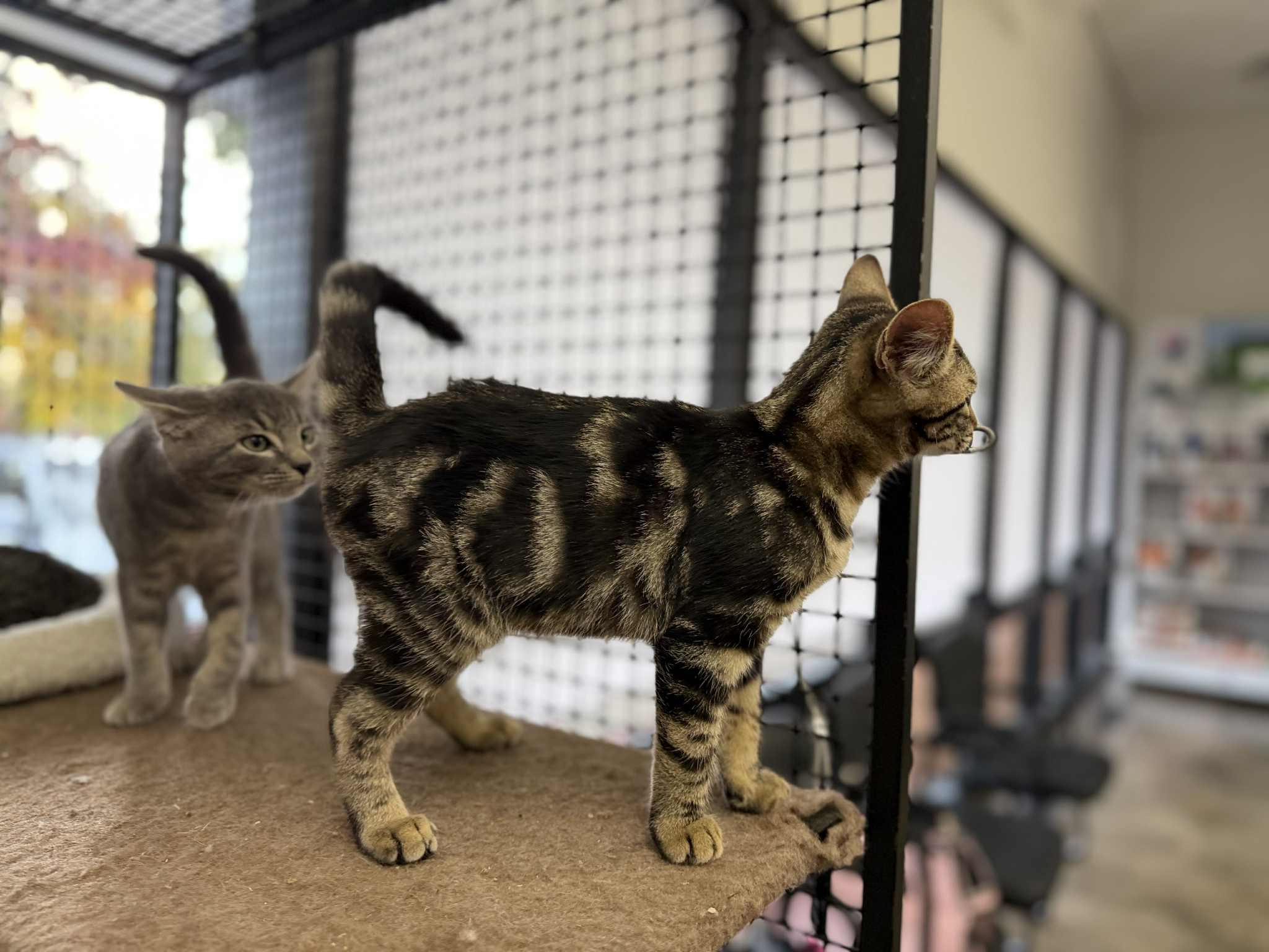 Cosmo - at Vista Pet Hospital