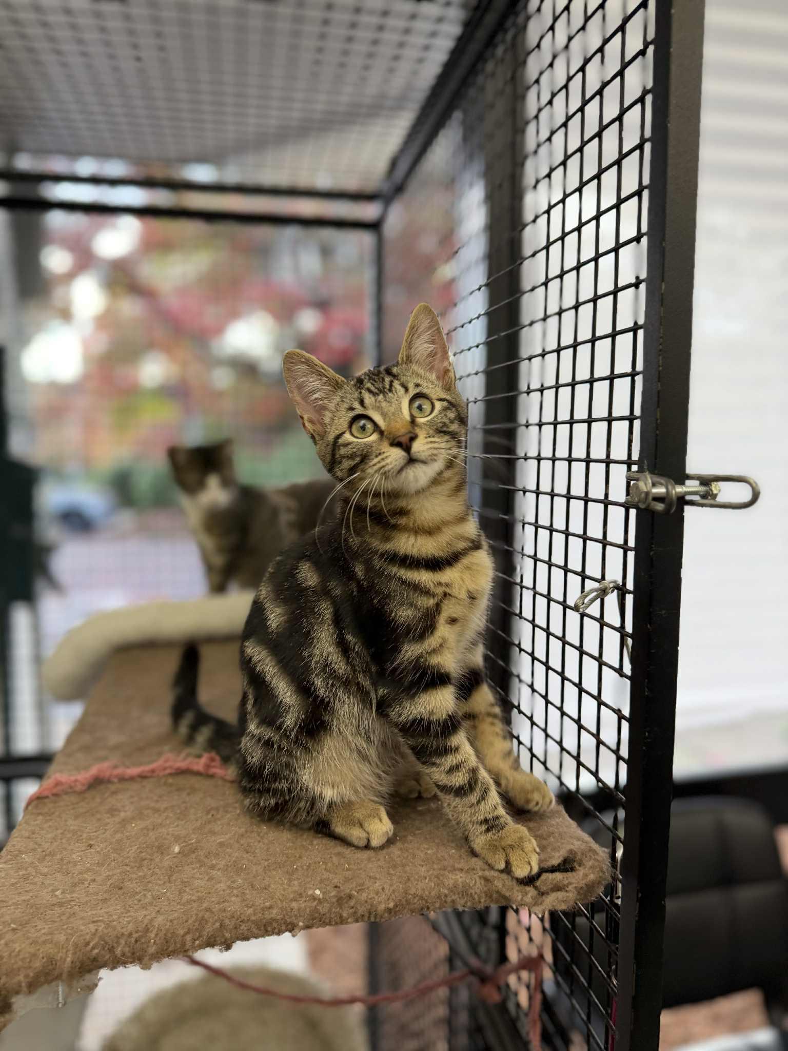 Cosmo - at Vista Pet Hospital