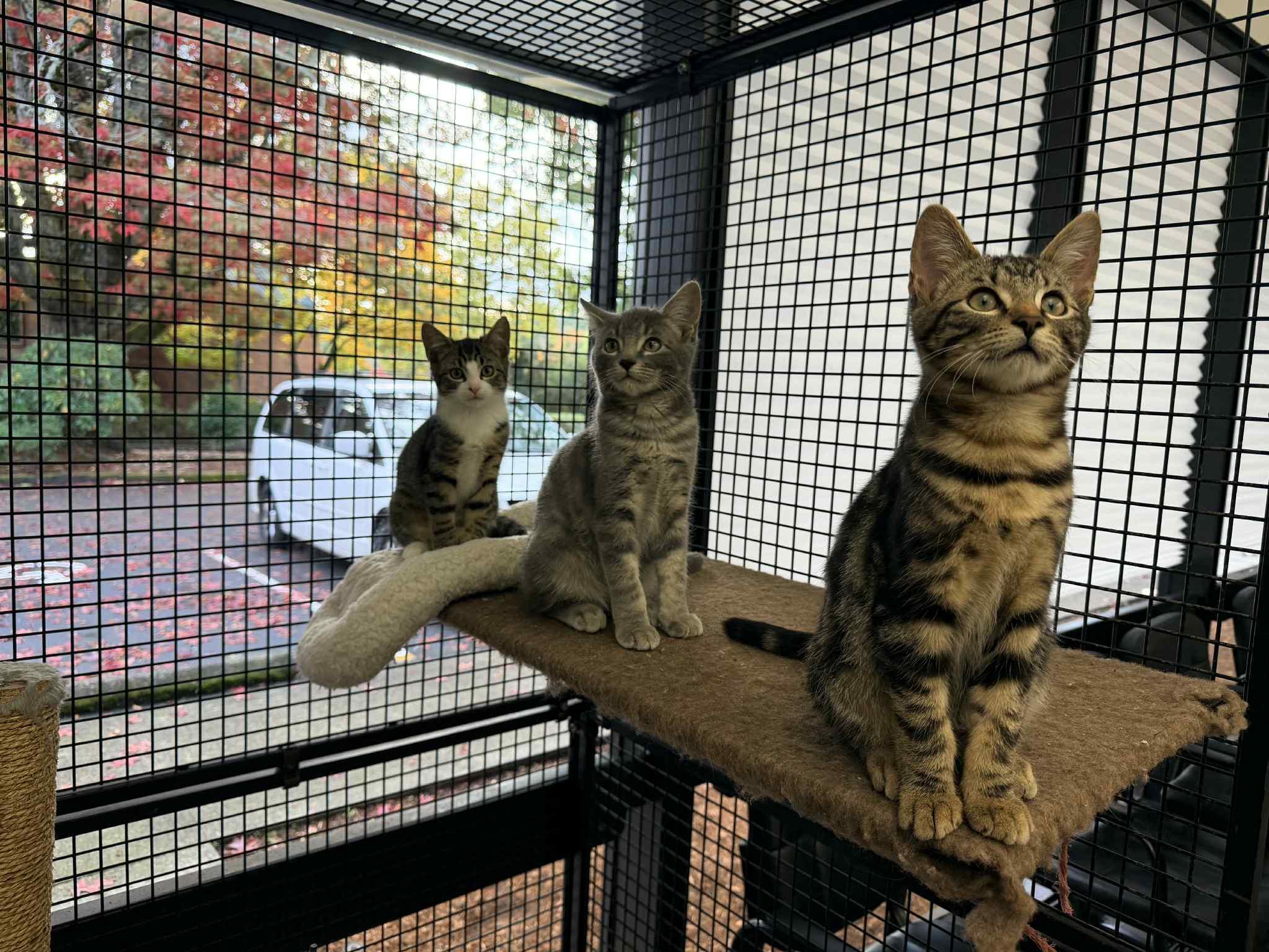 Cosmo - at Vista Pet Hospital