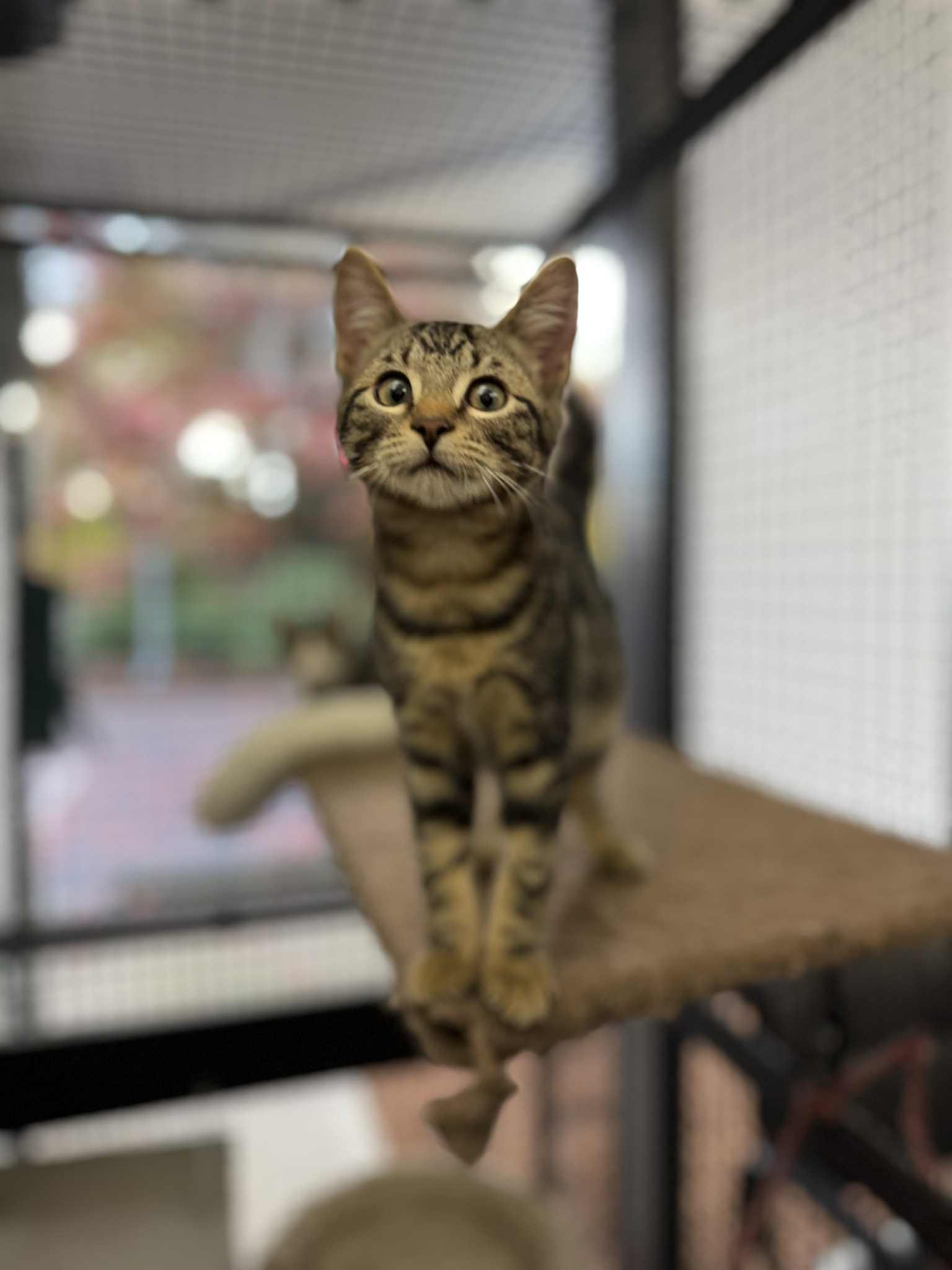 Cosmo - at Vista Pet Hospital