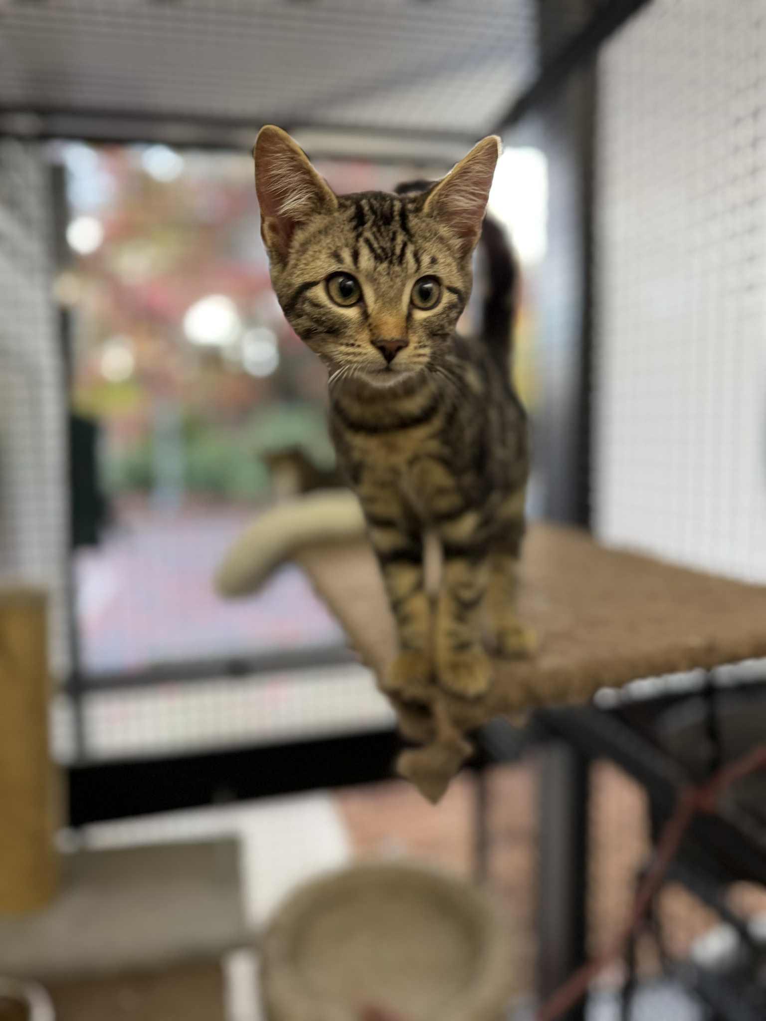 Cosmo - at Vista Pet Hospital