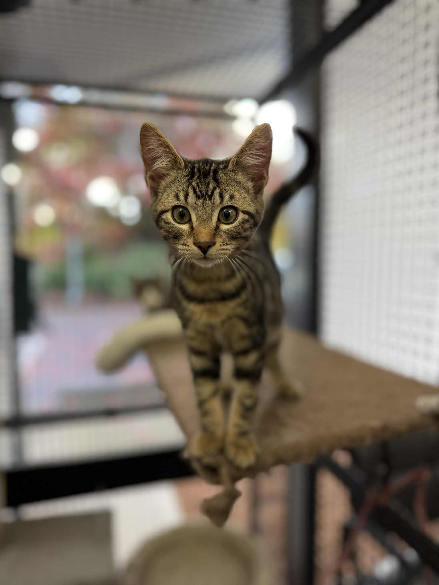 Cosmo - at Vista Pet Hospital