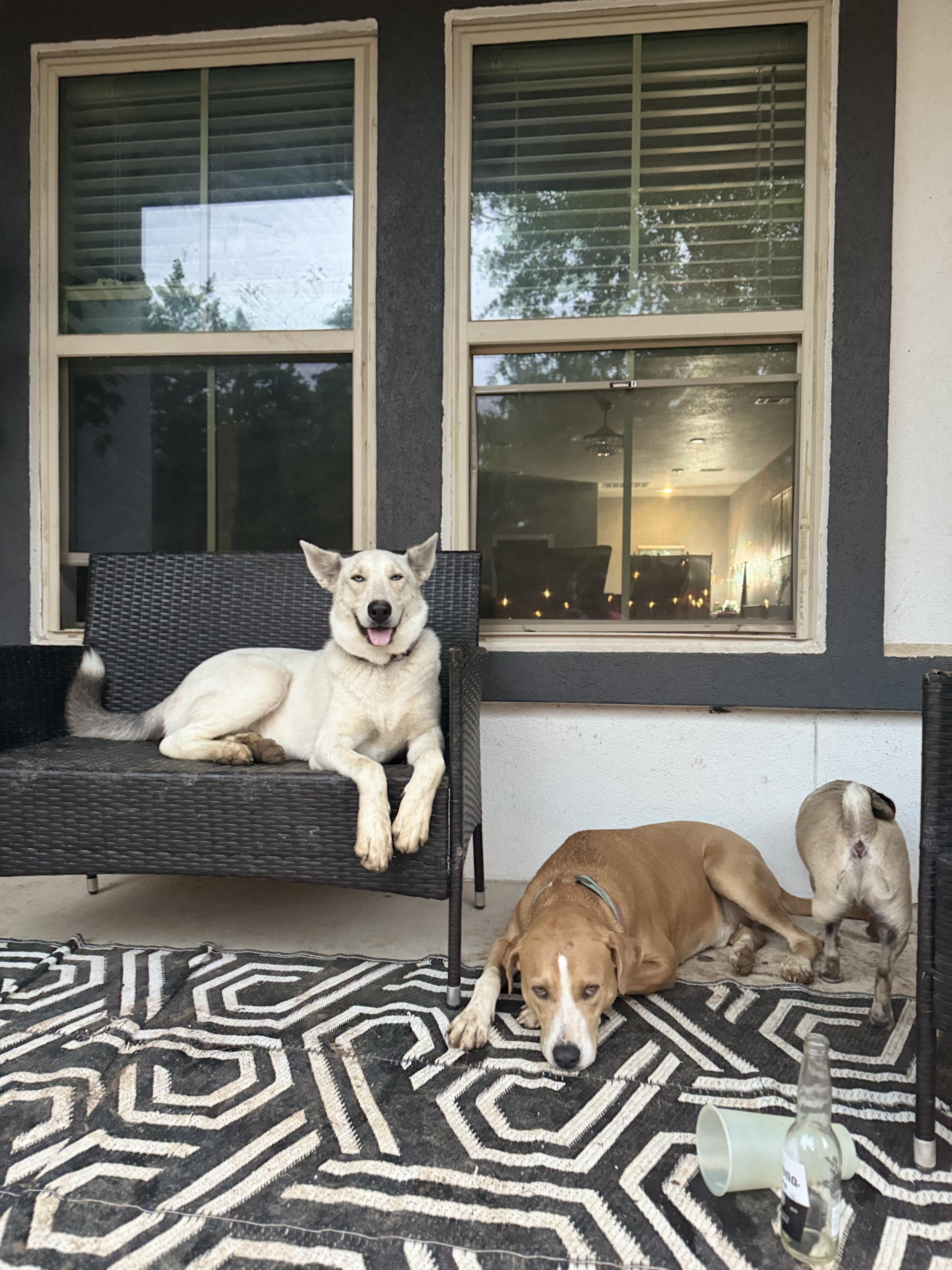 Coyote, Adoptable, Adult Male White German Shepherd & Siberian Husky.