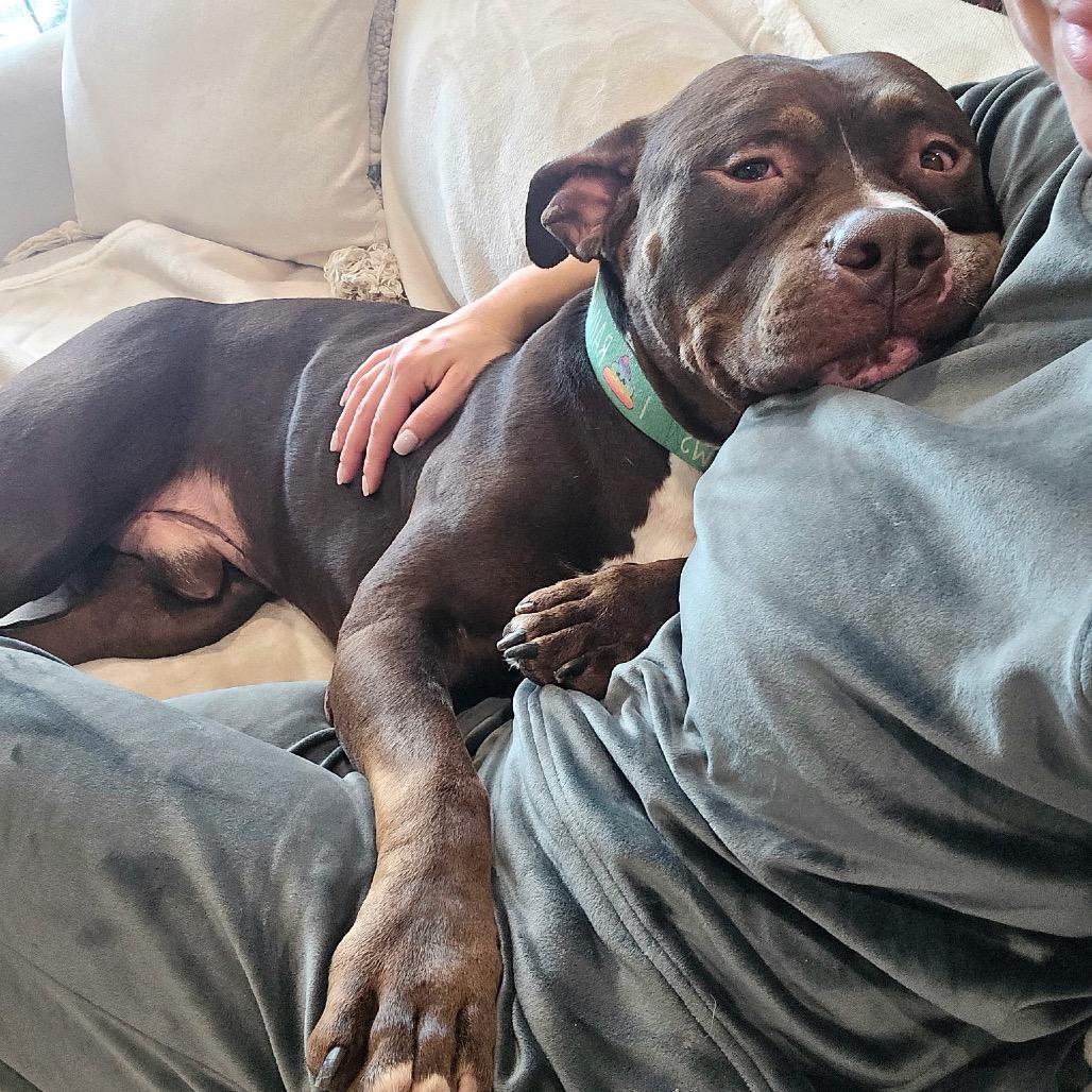 Enlarge Otter, a Adoptable Pit Bull Terrier in Chicago, IL image 1/6