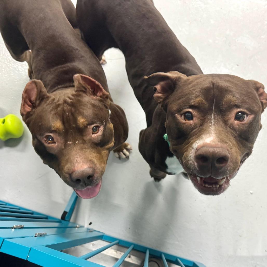 Enlarge Otter, a Adoptable Pit Bull Terrier in Chicago, IL image 2/6